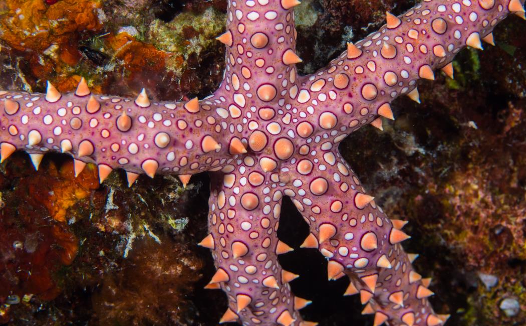 humane snyde leje Biodiversity of Saudi Arabian Red Sea Coral Reefs