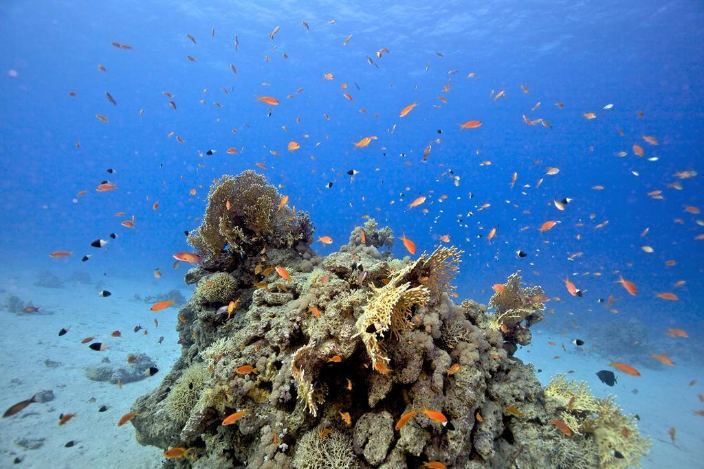 Coral Reefs (02)