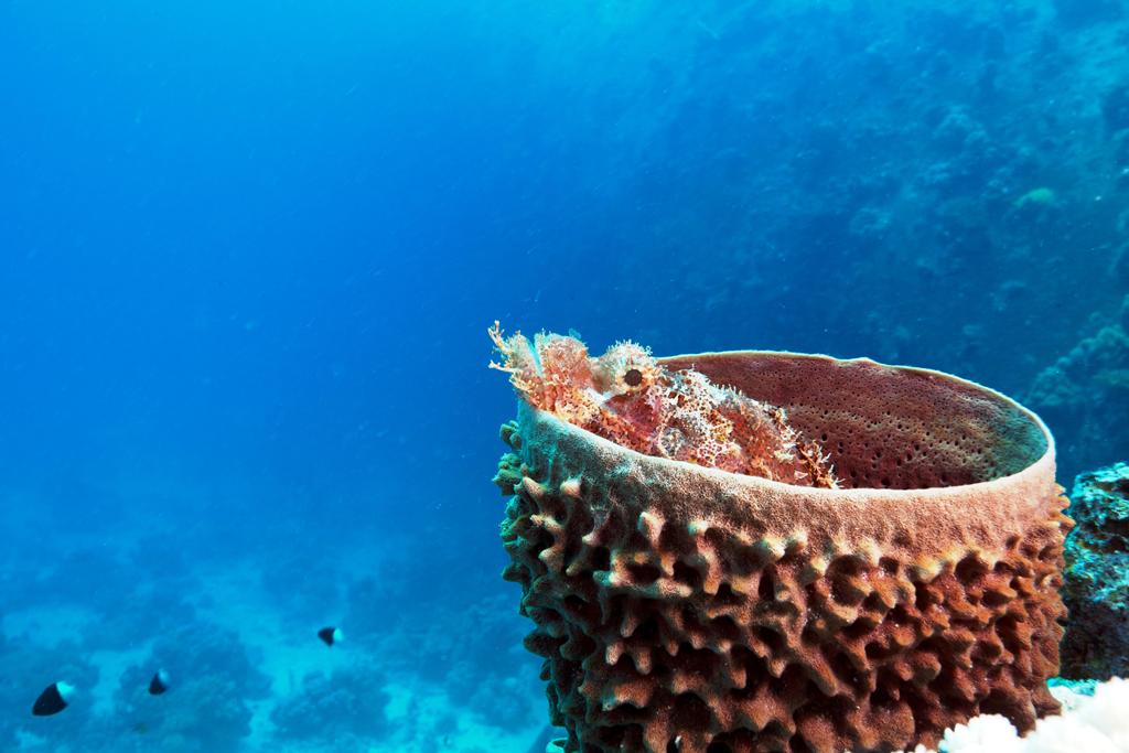 Coral Reefs (16) (1)