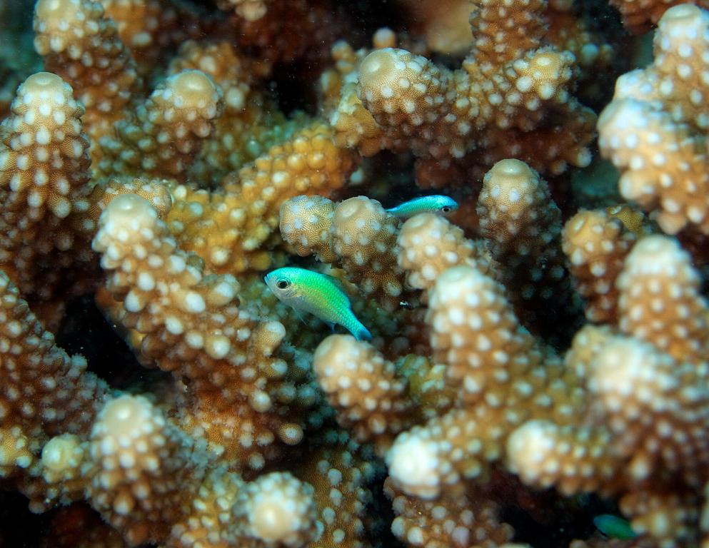 Coral Reefs (17)