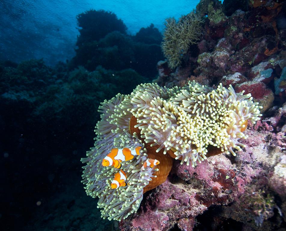Coral Reefs (19)