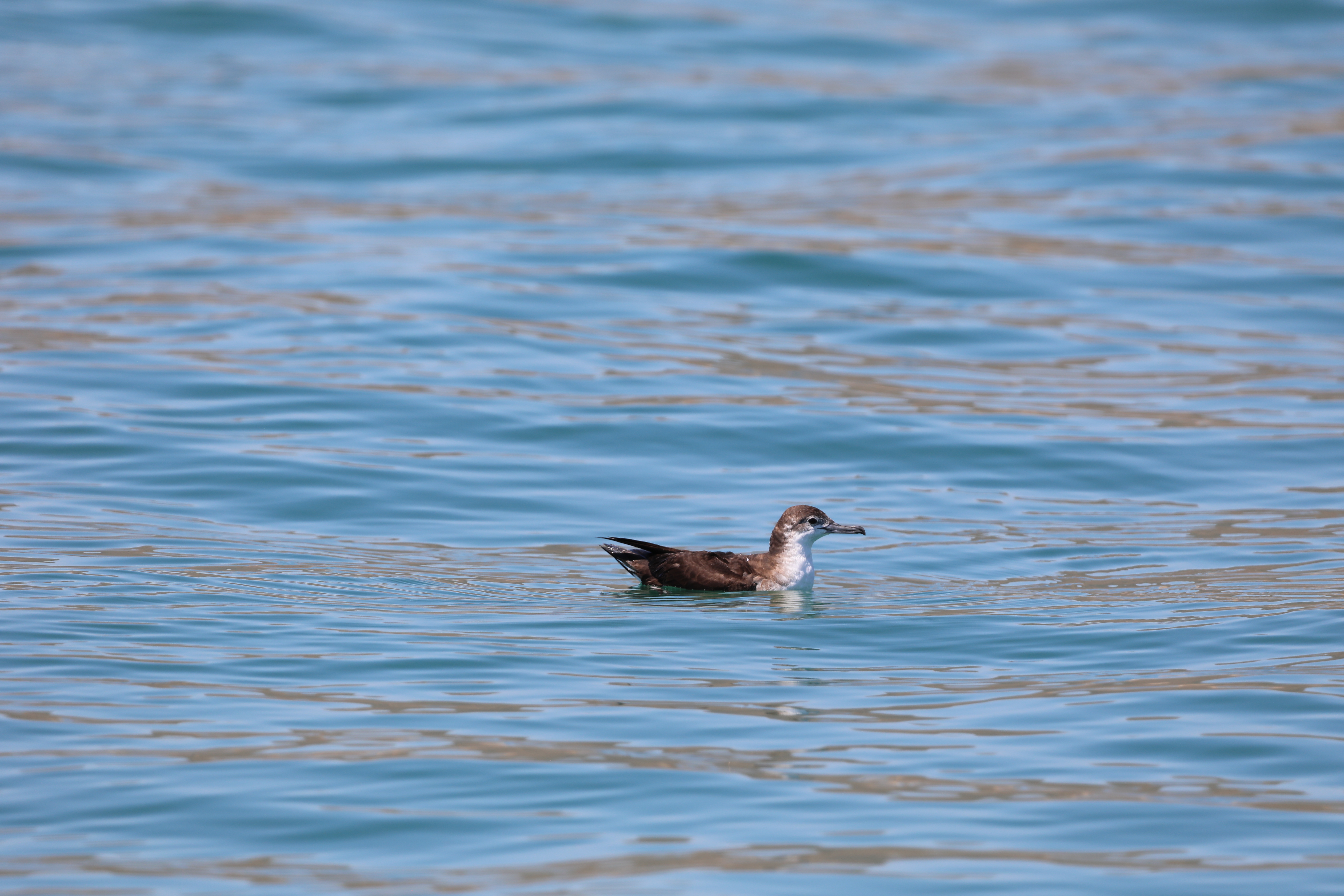 Alexa Foster Persian shearwater