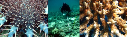 coral monitoring image