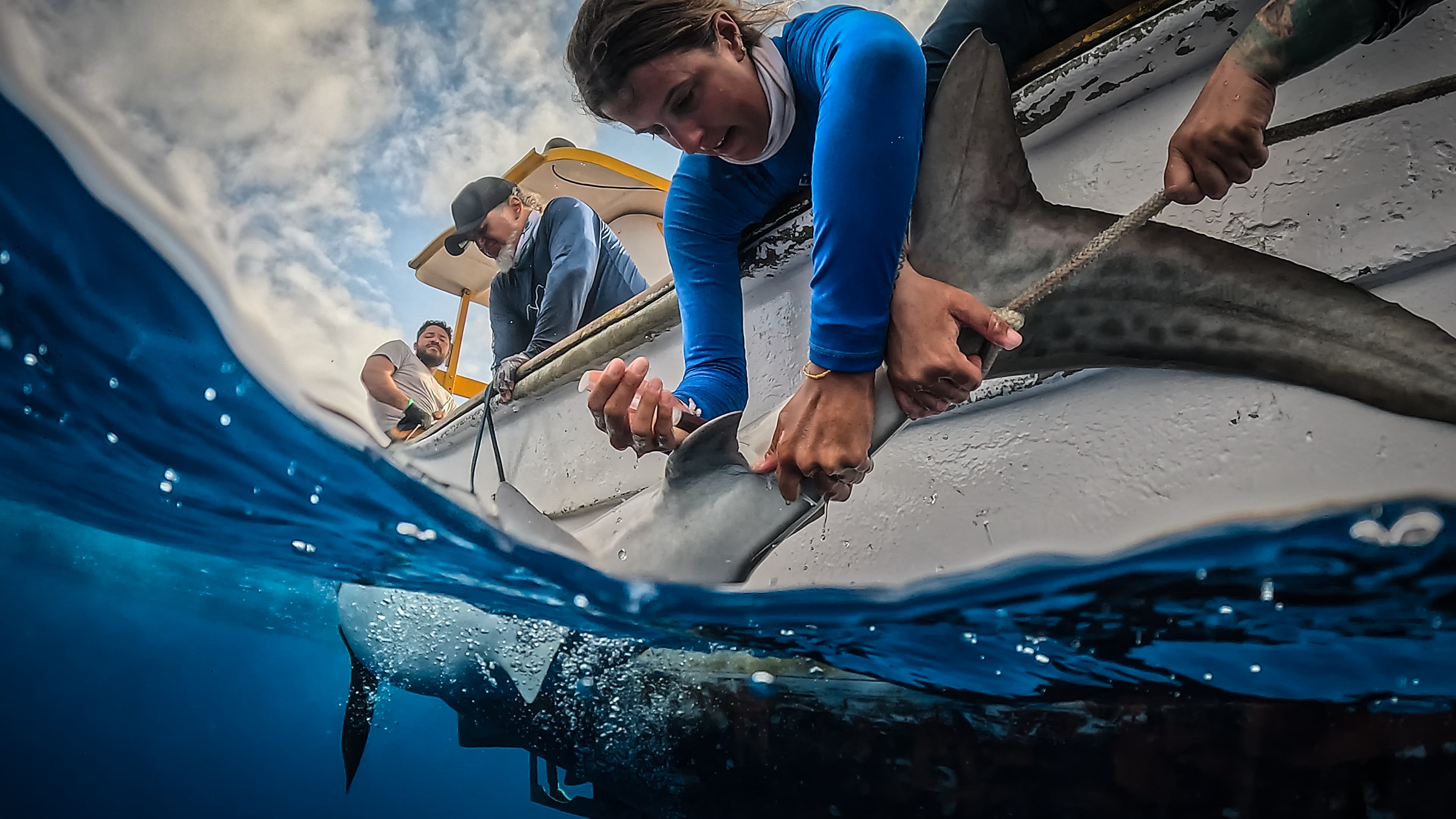 Raquel_Lobambo_Reef_Ecology_Lab_tiger_shark