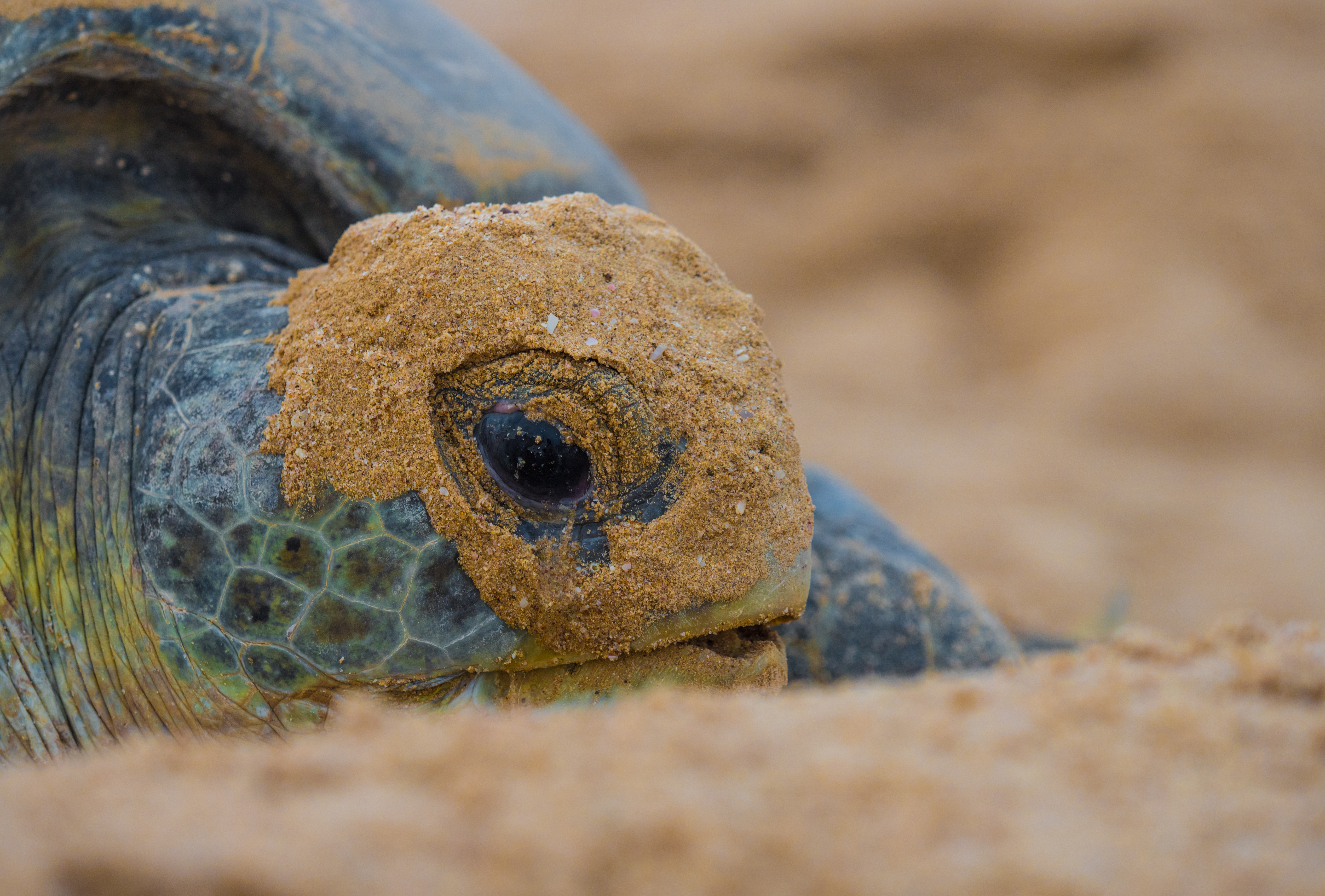 sea turtle research Saudi Arabia