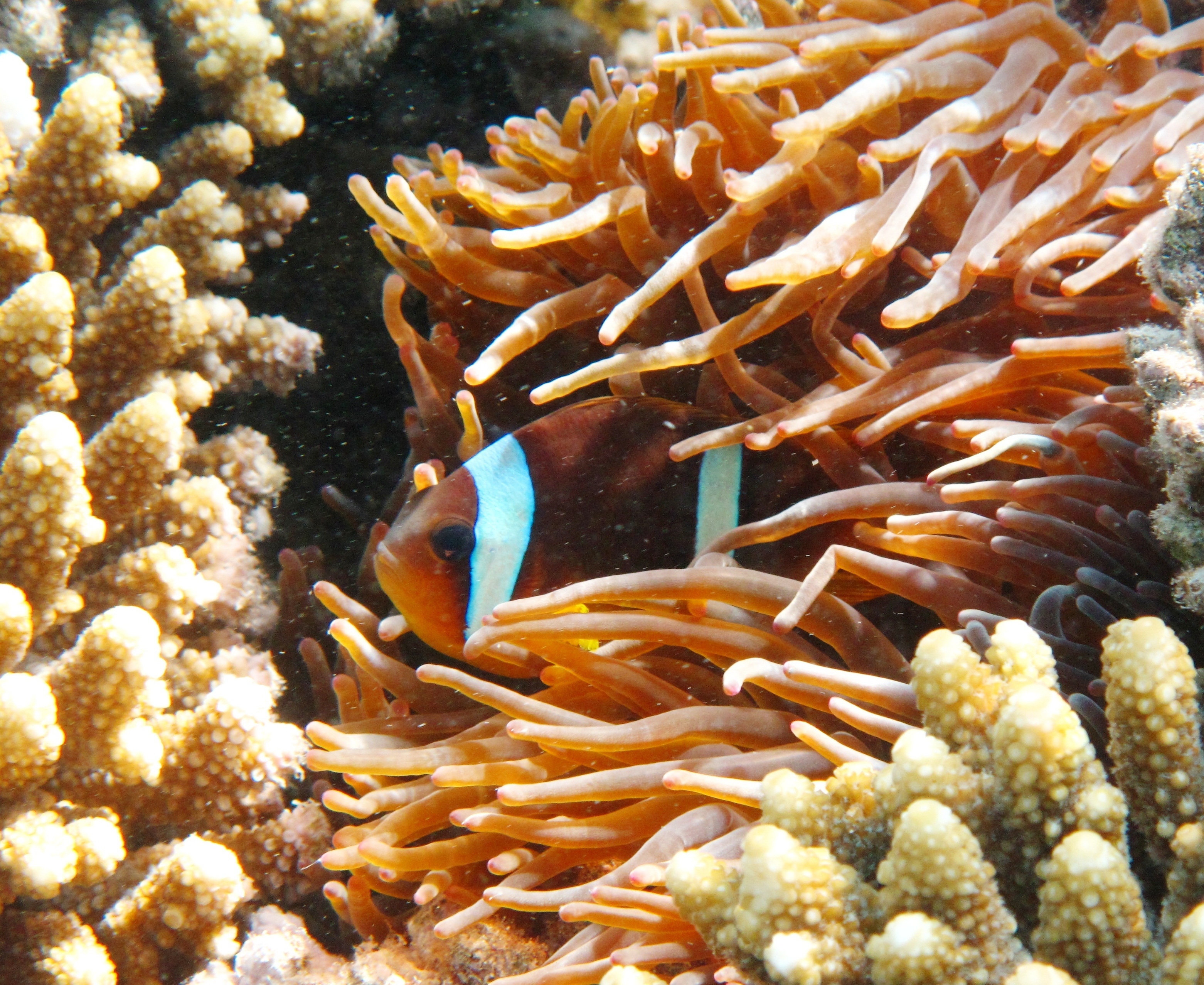 snorkeling_hurghada_dec2009