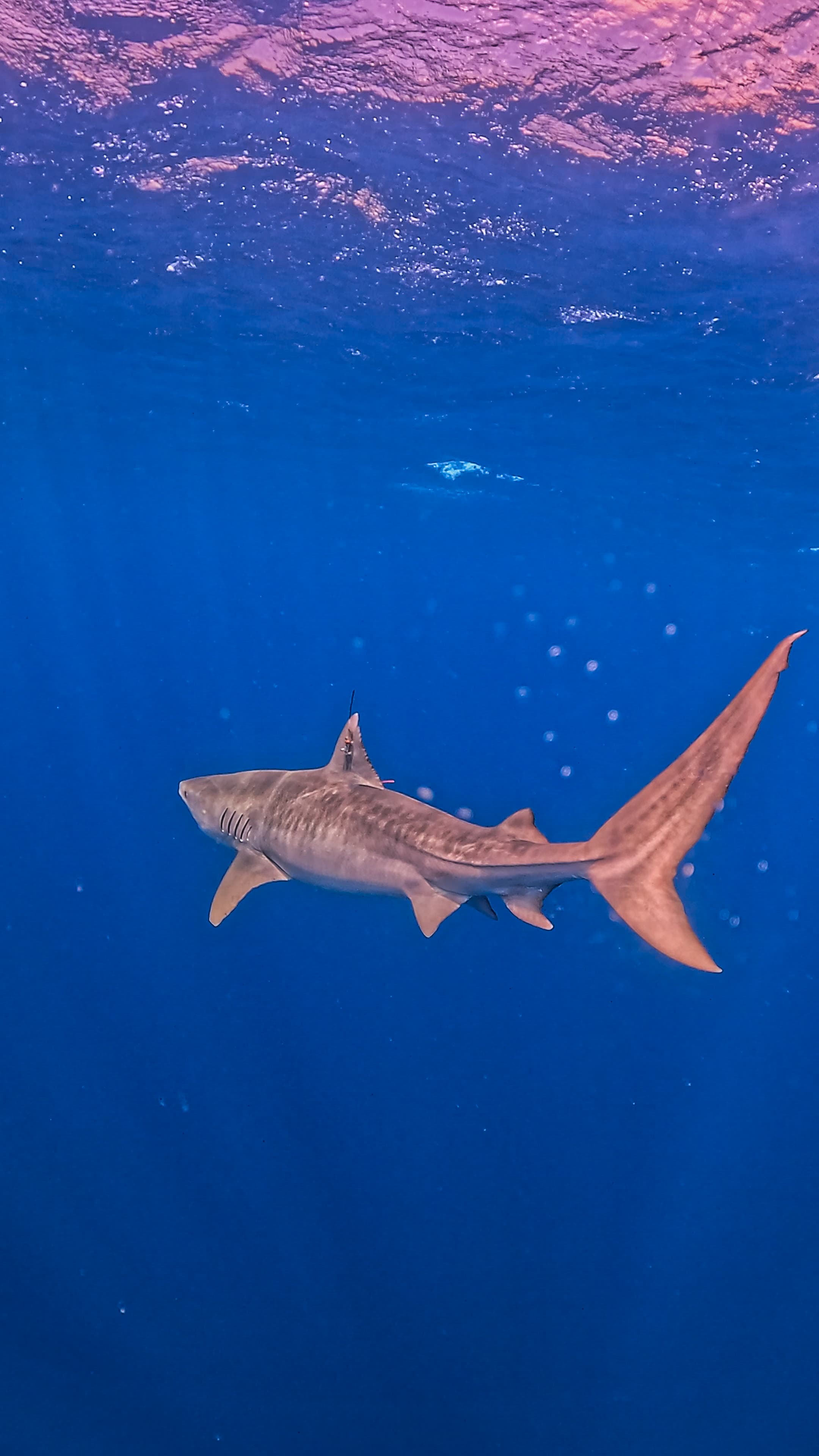 tiger_shark_Reef_Ecology_Lab_KAUST